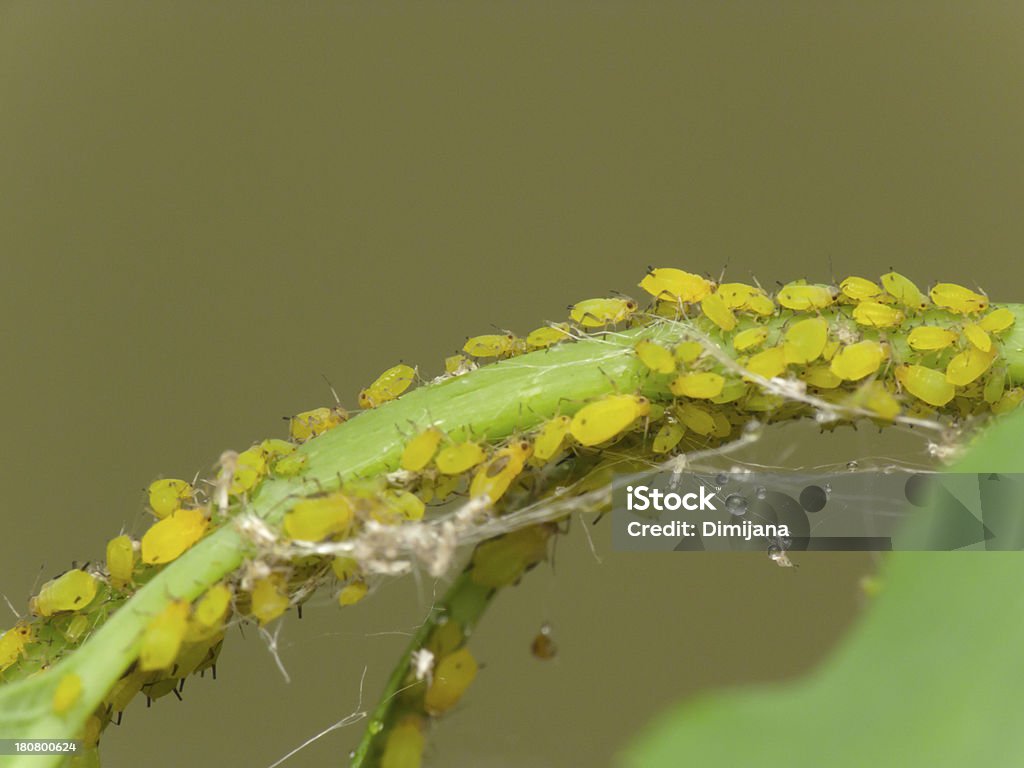 Aphids - Lizenzfrei Biologie Stock-Foto