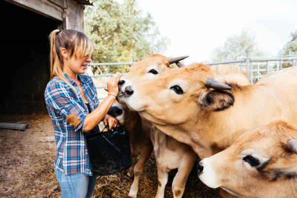 istock Farmer woman standing with bag in hand and feeding cows 1808006365