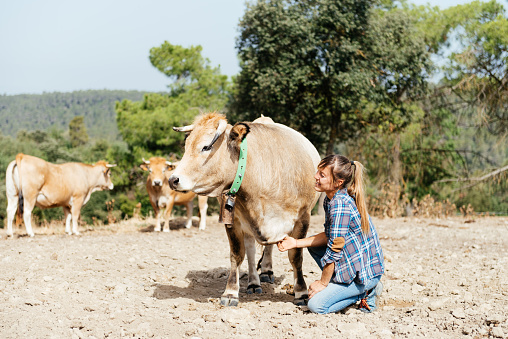 Side view of young female farmer with long brown hair in casual clothes kneeling and stroking cow while standing in countryside against cloudless blue sky