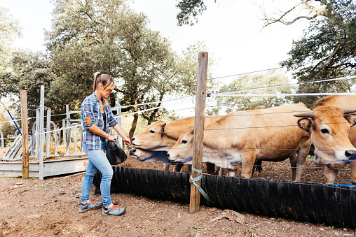 Side view of concentrated young female owner looking down while standing near fence with waiting herd of domestic cows and feeding them in daylight