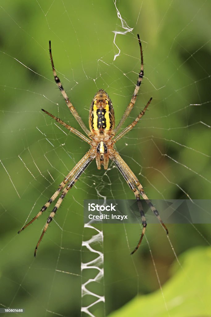 spider - Lizenzfrei Bildhintergrund Stock-Foto