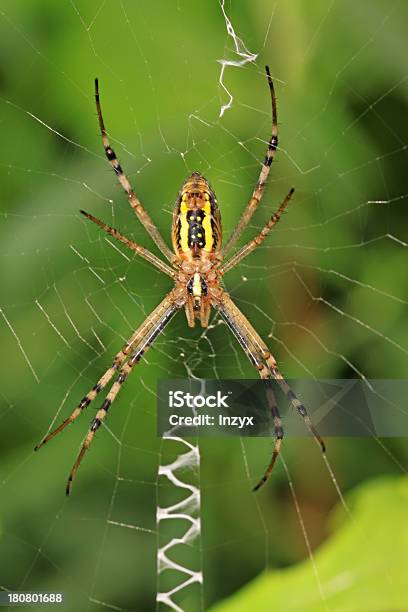 Spider Stockfoto und mehr Bilder von Bildhintergrund - Bildhintergrund, Bildung, Biologie