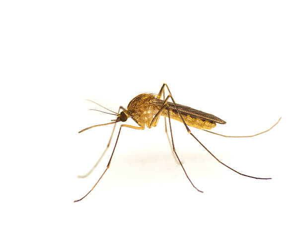 komar - haustellum zdjęcia i obrazy z banku zdjęć