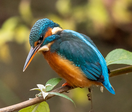 Female kingfisher taken at Bradford upon Avon