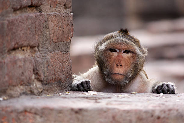 istock Monkey in Lopburi of Thailand 180803163