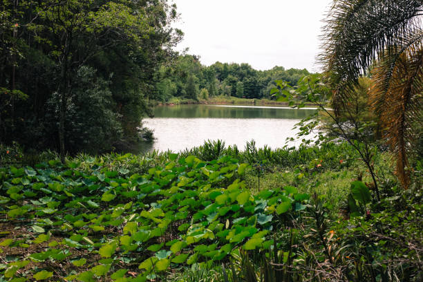 istock Landscape of a pond surrounded by greenery in a park. 1808031966