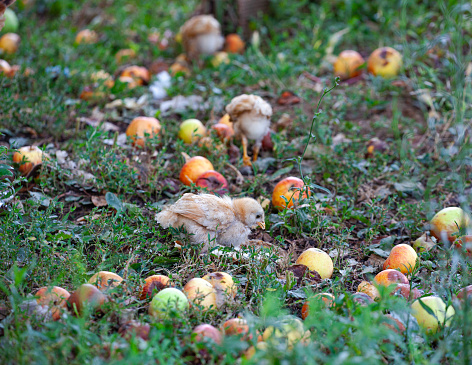 Chicken and chick on a fruit garden.