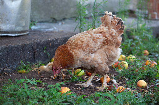 Chicken and chick on a fruit garden.