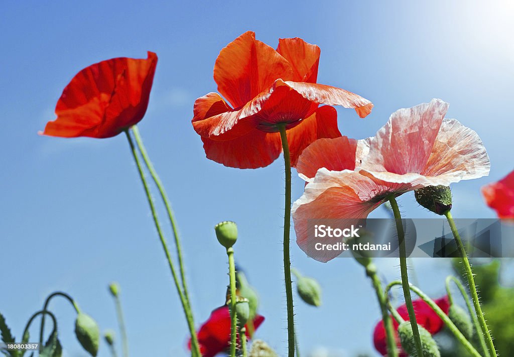 Coloridas de Flores de Papoila - Royalty-free Agricultura Foto de stock