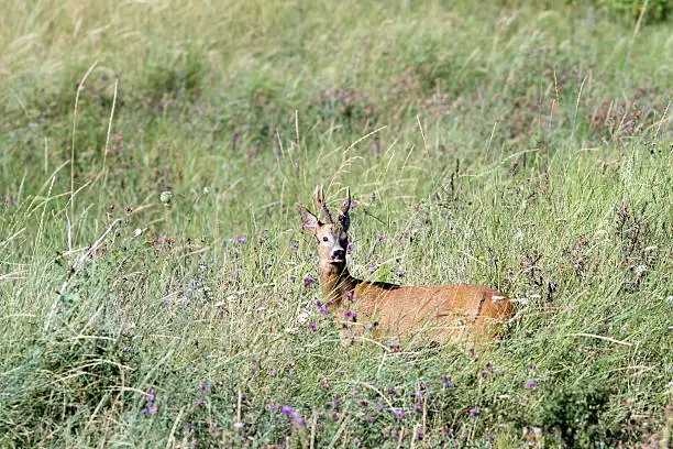 adult roebuck  ( capreolus ) photographed in the mating season