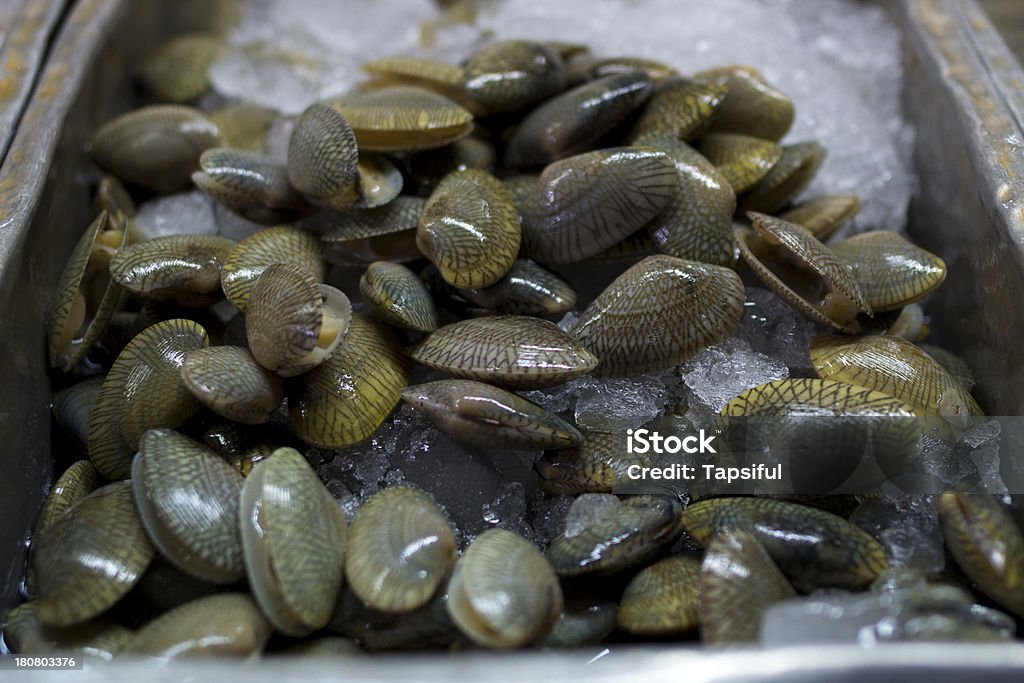 Shell in ghiaccio - Foto stock royalty-free di Acqua