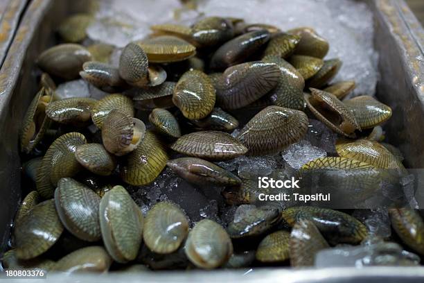 Shell In Ghiaccio - Fotografie stock e altre immagini di Acqua - Acqua, Animale, Animale morto