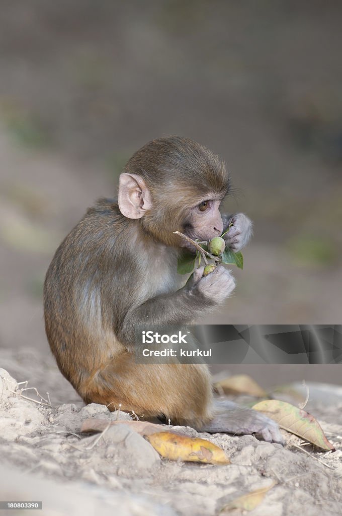 猿類 - アカゲザルのロイヤリティフリーストックフォト