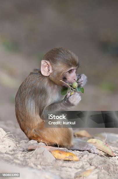 원숭이 갈색에 대한 스톡 사진 및 기타 이미지 - 갈색, 국제 관광명소, 네팔