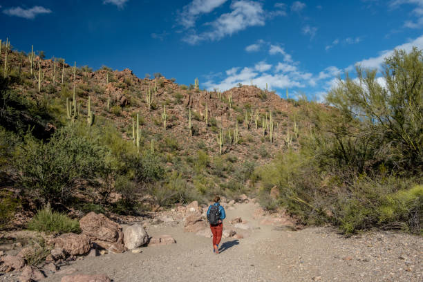 HIker In A Wash Below Saguaro Cactus On The Hill Side HIker In A Wash Below Saguaro Cactus On The Hill Side in Arizona desert wash stock pictures, royalty-free photos & images
