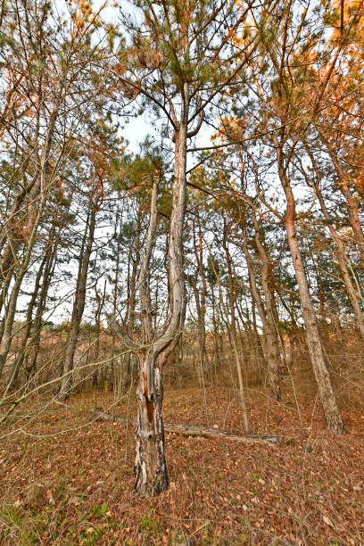 사마라 숲은 숲입니다 - maple keys branch sky maple tree 뉴스 사진 이미지