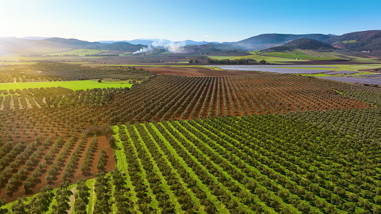 Flying over green spring hills with fiel. Andalusia, south Spain.