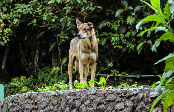 istock Hunter Dog on Pico Duarte 1808043282