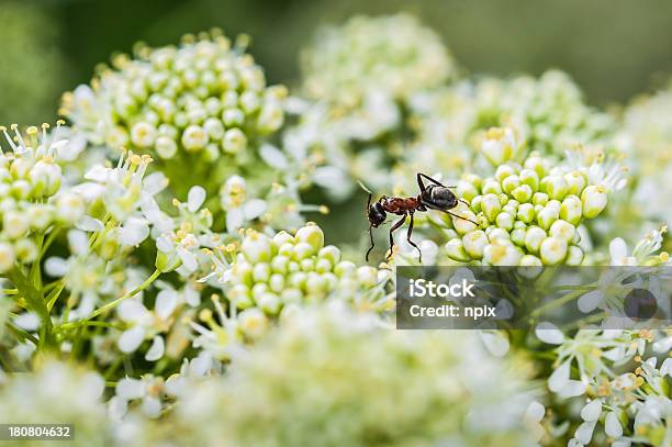 Krabbeln Ant Stockfoto und mehr Bilder von Ameise - Ameise, Ansicht aus erhöhter Perspektive, Blume