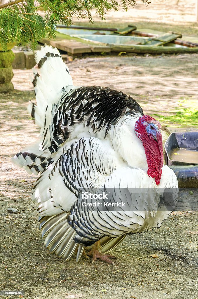 Männliche Türkei in Liebeswerben - Lizenzfrei Agrarbetrieb Stock-Foto