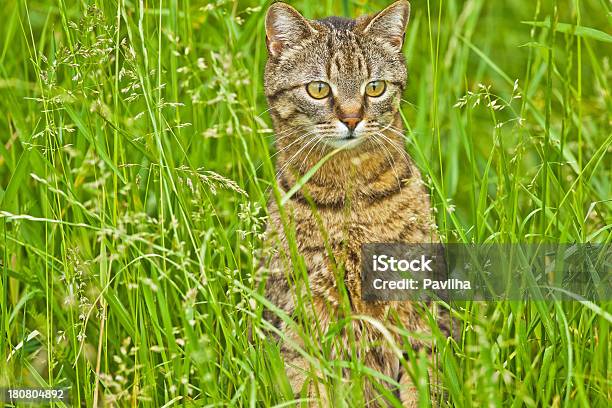 Cat In The Grass Observar Foto de stock y más banco de imágenes de Aire libre - Aire libre, Animal, Animal doméstico