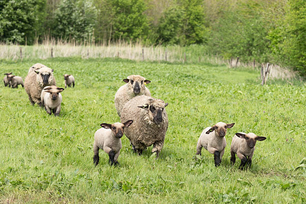 istock Merino Sheep with lambs in meadow 180804978