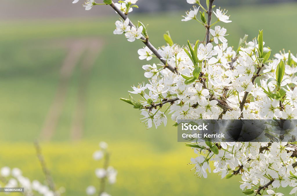 Blossom of Schlehdorn - Lizenzfrei Schlehdorn Stock-Foto