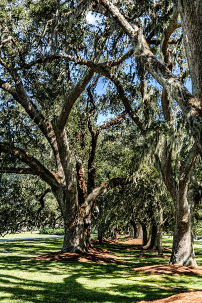 istock Tranquil Oak Trees Draped in Spanish Moss on Saint Simon Island, Georgia 1808052270