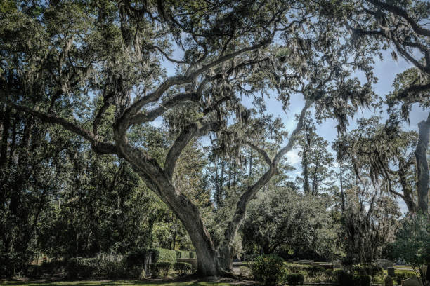 istock Tranquil Oak Trees Draped in Spanish Moss on Saint Simon Island, Georgia 1808052276