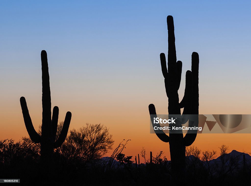 Saguaro-Silhouette - Lizenzfrei Abenddämmerung Stock-Foto