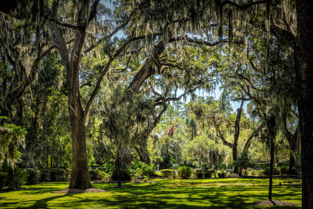 istock Tranquil Oak Trees Draped in Spanish Moss on Saint Simon Island, Georgia 1808053331