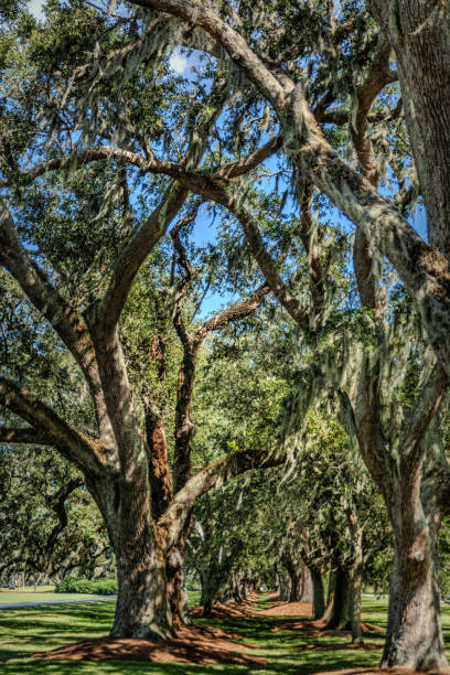 istock Tranquil Oak Trees Draped in Spanish Moss on Saint Simon Island, Georgia 1808053333