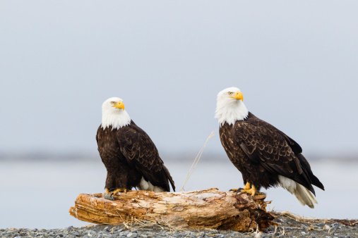 Two proud eagles on a dark background.