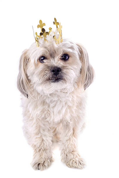istock Adorable Dog With A Crown 180805354
