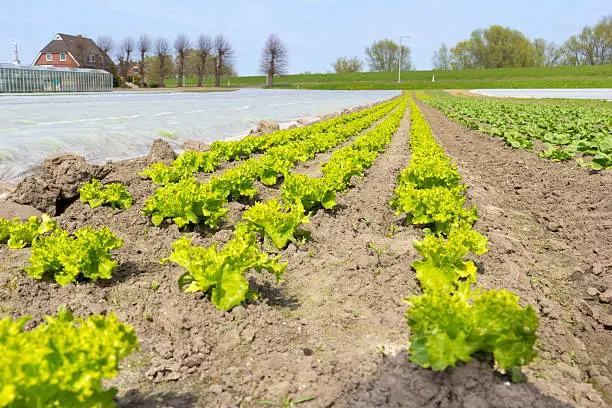 "View to the fields with fresh lettuce in early springtime and greenhouse cultivation, was seen in Hamburg-Wilhelmsburg near the dykes to the Elbe River.For more pictures, please look here:"