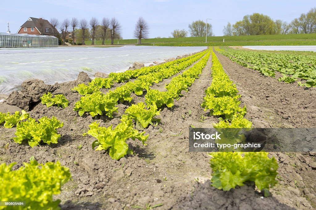 Vista para os campos com alface - Foto de stock de Agricultura royalty-free