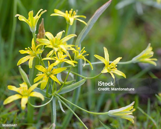 Amarelo Estrela De Belém - Fotografias de stock e mais imagens de Gagea - Gagea, Amarelo, Ao Ar Livre