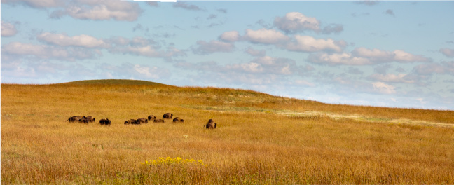 This heard of Buffalo graze casually in the wide open range of the Kansas Tallgrass Prairie Preserve.