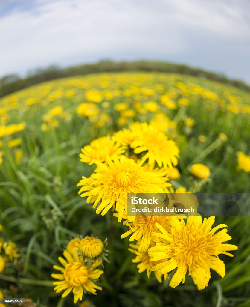 Prairie pissenlit - Photo de Couleur verte libre de droits