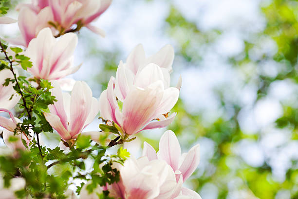 istock Pink magnolia flowers 180805634