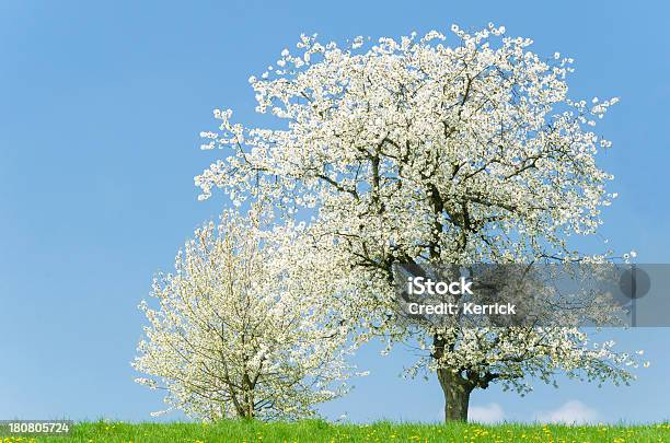 Blühende Kirschbäume Stockfoto und mehr Bilder von April - April, Ast - Pflanzenbestandteil, Baum