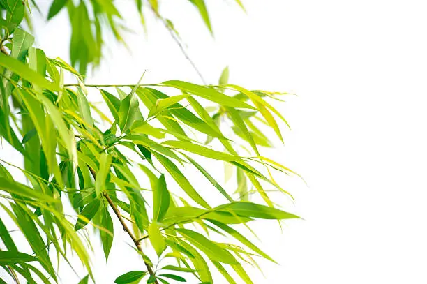 Photo of Bamboo Leaves
