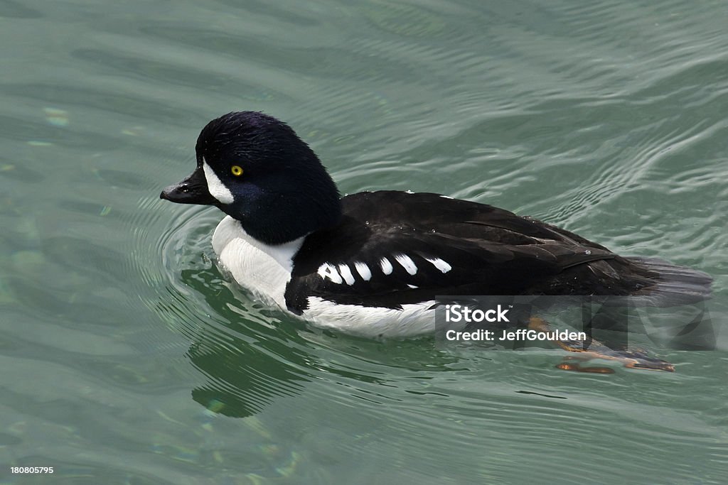 Barrow's Goldeneye - Lizenzfrei Aythyinae Stock-Foto