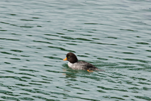 The Barrow's Goldeneye (Bucephala islandica) is a medium-sized diving duck, named after Sir John Barrow, an English statesman and writer. The genus name Bucephala refers to the bulbous shaped head and the species name Islandica means Iceland. The male Barrow’s goldeneye has a black and white body, a purplish glossy head, a bright yellow eye with a white crescent at the front of the face. Adult females have a grayish body and yellow bill. The Barrow's goldeneye is a quiet bird that generally only makes grunts, squeaks and croaks during the breeding season and courtship. Their fast-moving wings create a whistling sound while in flight. The Barrow’s goldeneye is migratory and winters in open inland waters or protected coastal waters. They rely on coastal estuaries as important wintering and stopping places on their migration. Their breeding habitat consists of ponds and wooded lakes in North America as well as some locations in eastern Canada and Iceland. They build their nest in tree cavities. The Barrow’s goldeneye diet is made up of crustaceans, insects and vegetation for which they forage underwater. This Barrow’s goldeneye female was photographed in Puget Sound from Vashon Island at Tahlequah, Washington State, USA.