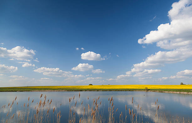 istock Field of Rapeseed seen over water 180805933
