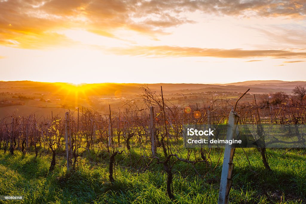 Sunrise Toscana Vineyard - Foto stock royalty-free di Agricoltura