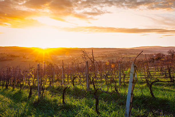 istock Sunrise Tuscany Vineyard 180806148