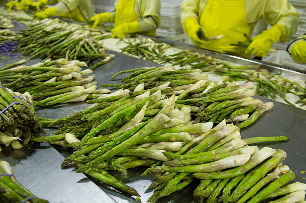 Asparagus in processing plant