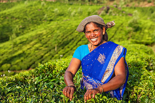 tamil separadores pegar folhas de chá em plantation, sul da índia - tea crop farmer tea leaves plantation - fotografias e filmes do acervo