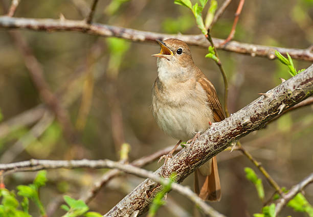 common nightingale (luscinia megarhynchos) - nachtigall stock-fotos und bilder